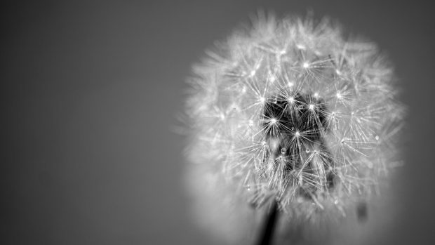 Dandelion flower black and white desktop background.