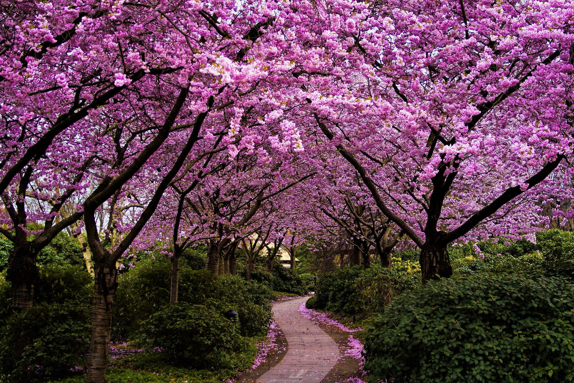 Spring In Japan Wallpapers Hd Free Download Pixelstalk Net