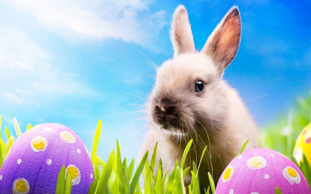 Easter Wallpaper HD free