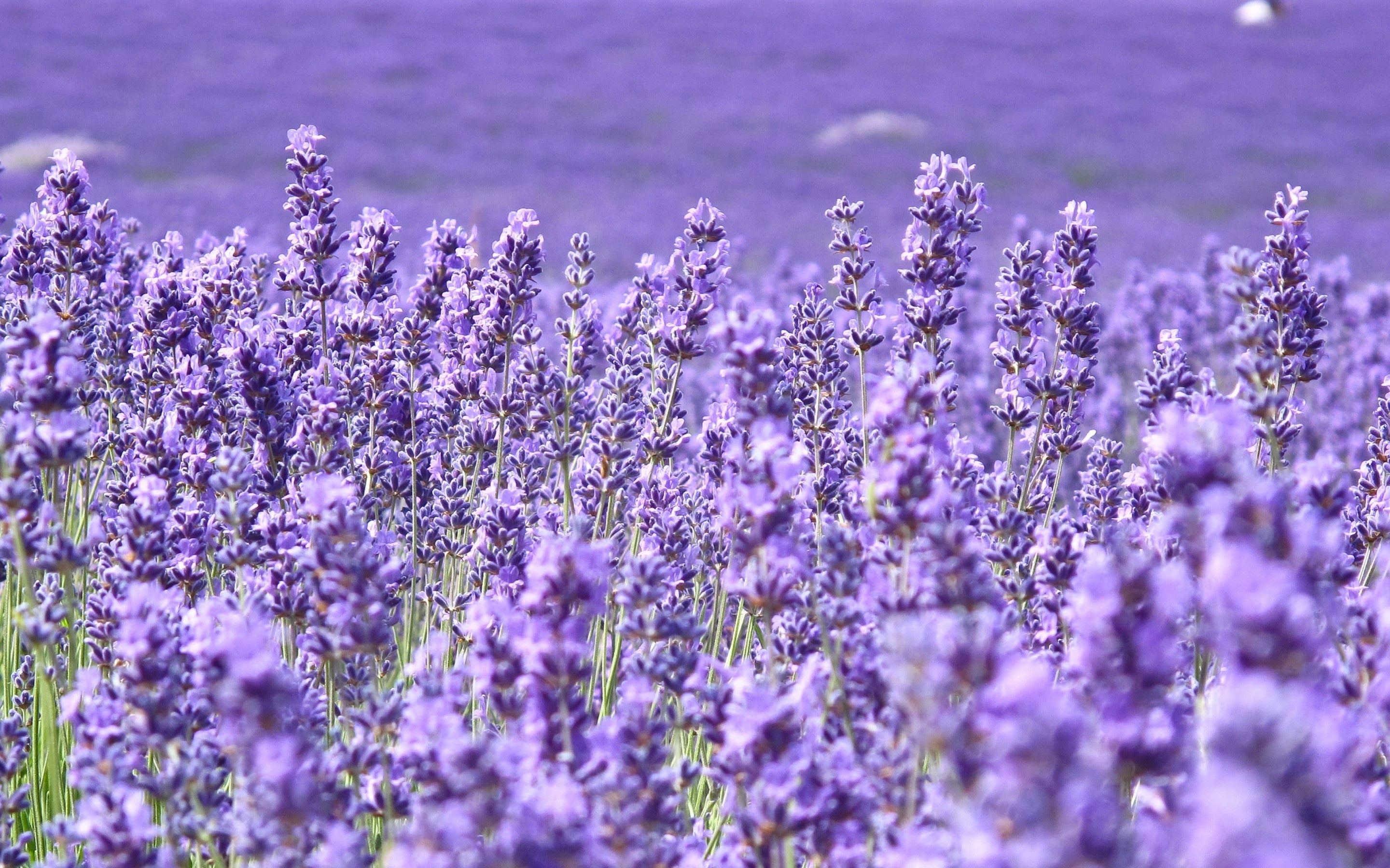 Purple Floral Desktop Wallpaper