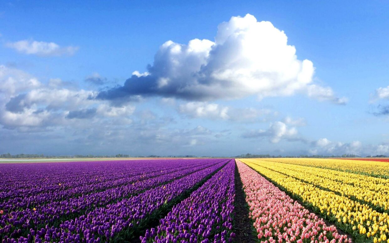 Purple Flower wallpaper HD - PixelsTalk