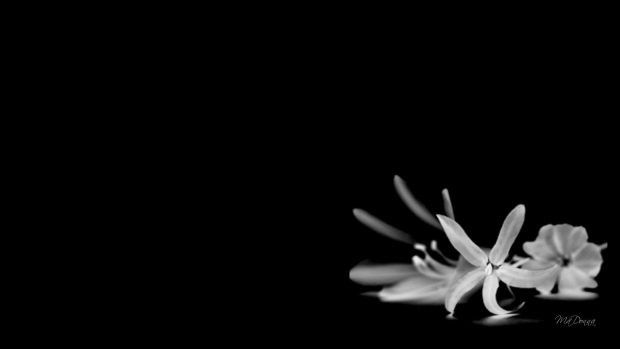 Flower black and white background.
