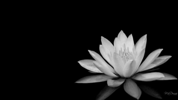 Flower in black and white image.