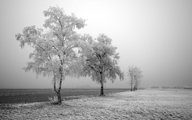 Landscape black and white wallpaper.