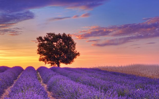 Lavender Fields in Provence