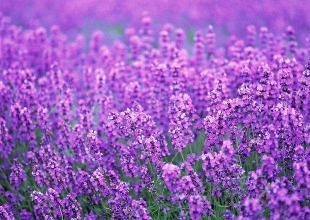Lavender Purple Flowers Wallpapers