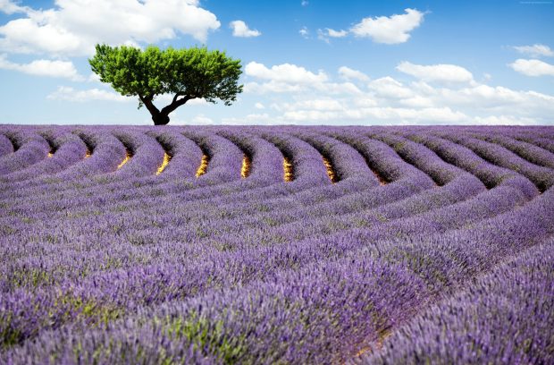 Lavender field provence France meadows background