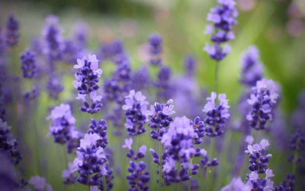 Lavender flowers purple hd wallpaper