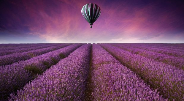 Nature landscape purple field of flowers wallpaper