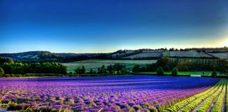 Purple Flower field backgrounds