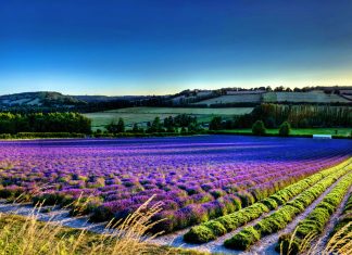 Purple Flower field backgrounds