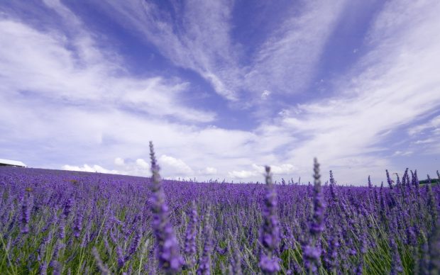 Purple Lavender Flowers Field Background