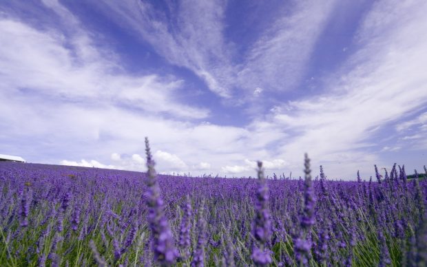 Purple Lavender Flowers Field Background