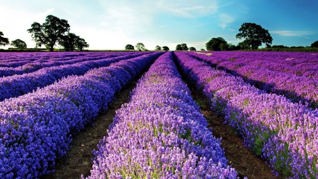Purple flower field wide background