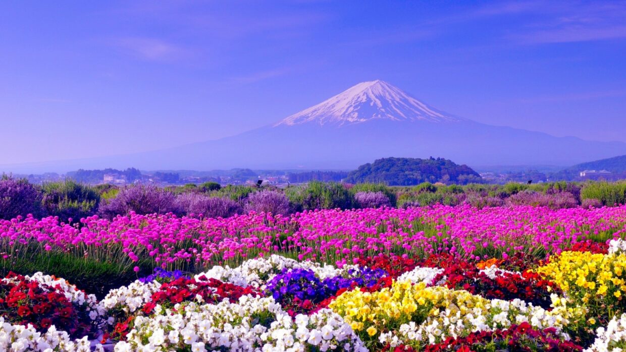 Spring in Japan Wallpapers HD - PixelsTalk