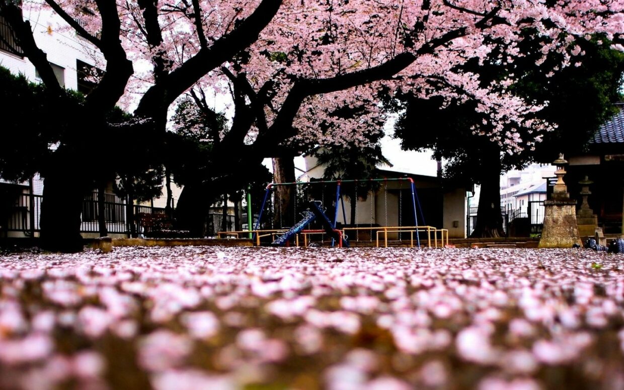 Spring in Japan Wallpapers HD - PixelsTalk