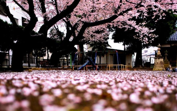 Sakura tree Spring in Japan wallpaper