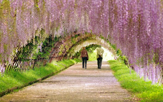 Spring garden background desktop