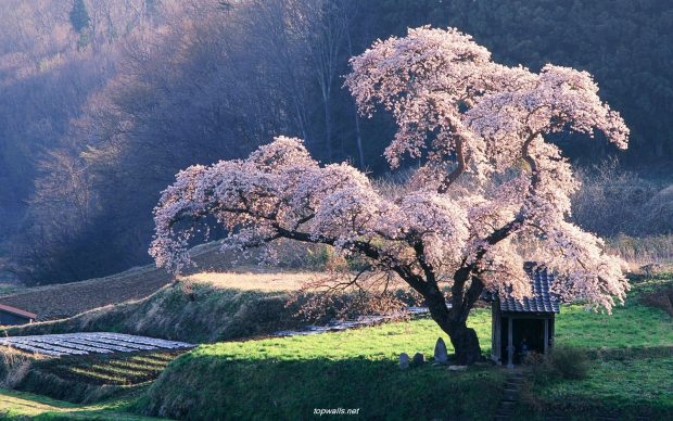 Spring in Japan wallpapers