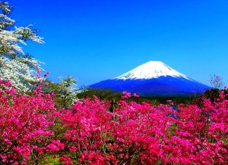 Spring mountain flowers fuji nature Japan spring hd wallpaper