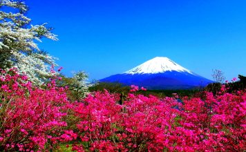 Spring mountain flowers fuji nature Japan spring hd wallpaper