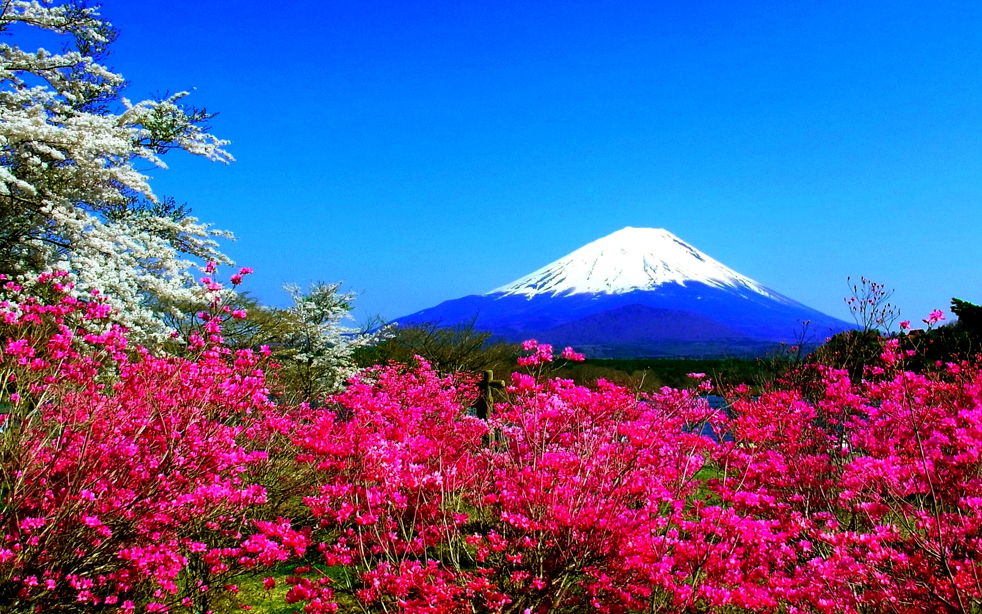 Spring In Japan Wallpapers Hd Free Download Pixelstalknet