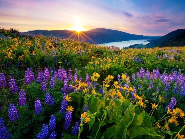 Sunrise in Spring Desktop Wallpapers HD.