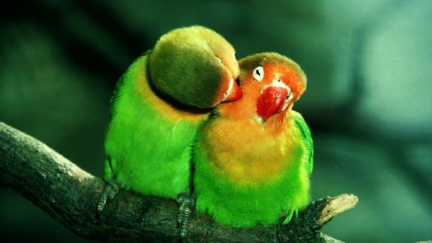 Birds Parrots in love girly wallpaper