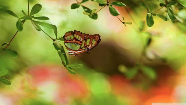 Colorful butterfly girly wallpaper HD 1920x1080