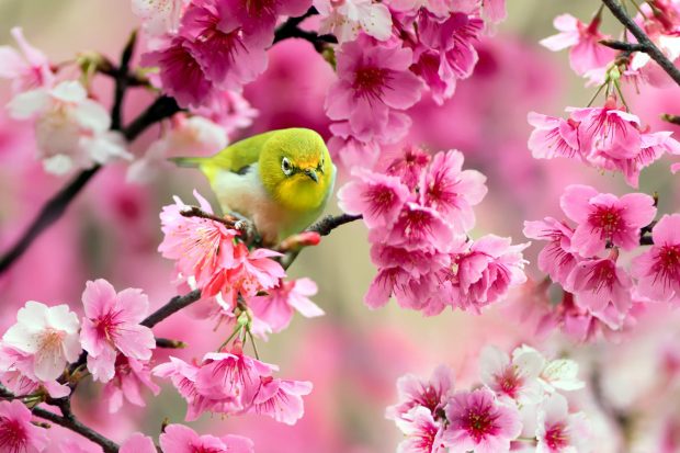 green bird sparrow cherry flowers spring japan photo hd widescreen