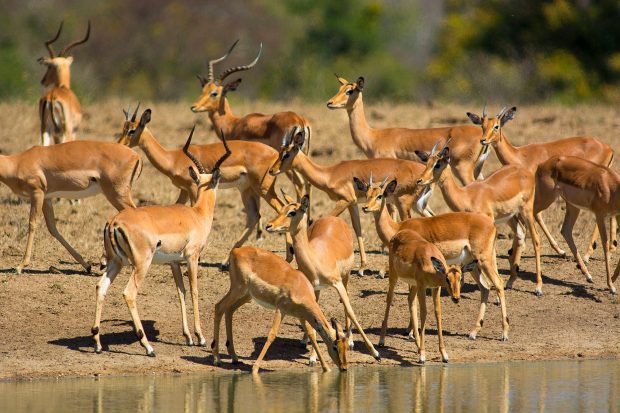 African animals wallpaper.