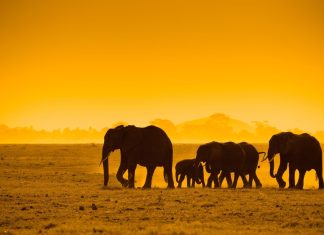 African animals wallpaper background.