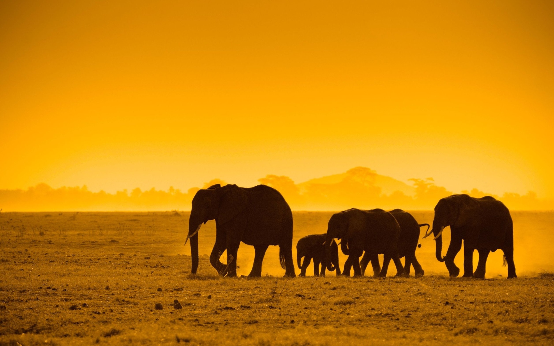 African Sunset Animales Elephants Art Wallpaper Hd For Desktop   Wallpapers13com