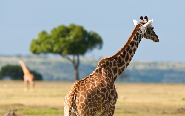 African safari giraffe wallpaper.