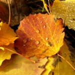 Amazing Fall Leaves Autumn Wallpaper High Definition.