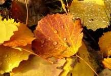 Amazing Fall Leaves Autumn Wallpaper High Definition.