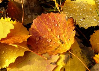 Amazing Fall Leaves Autumn Wallpaper High Definition.