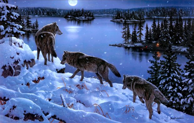 Animal Wolf Wallpaper.