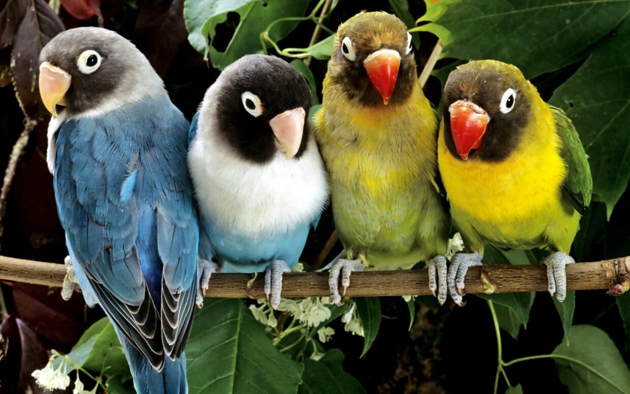 Animal Backgrounds - PixelsTalk