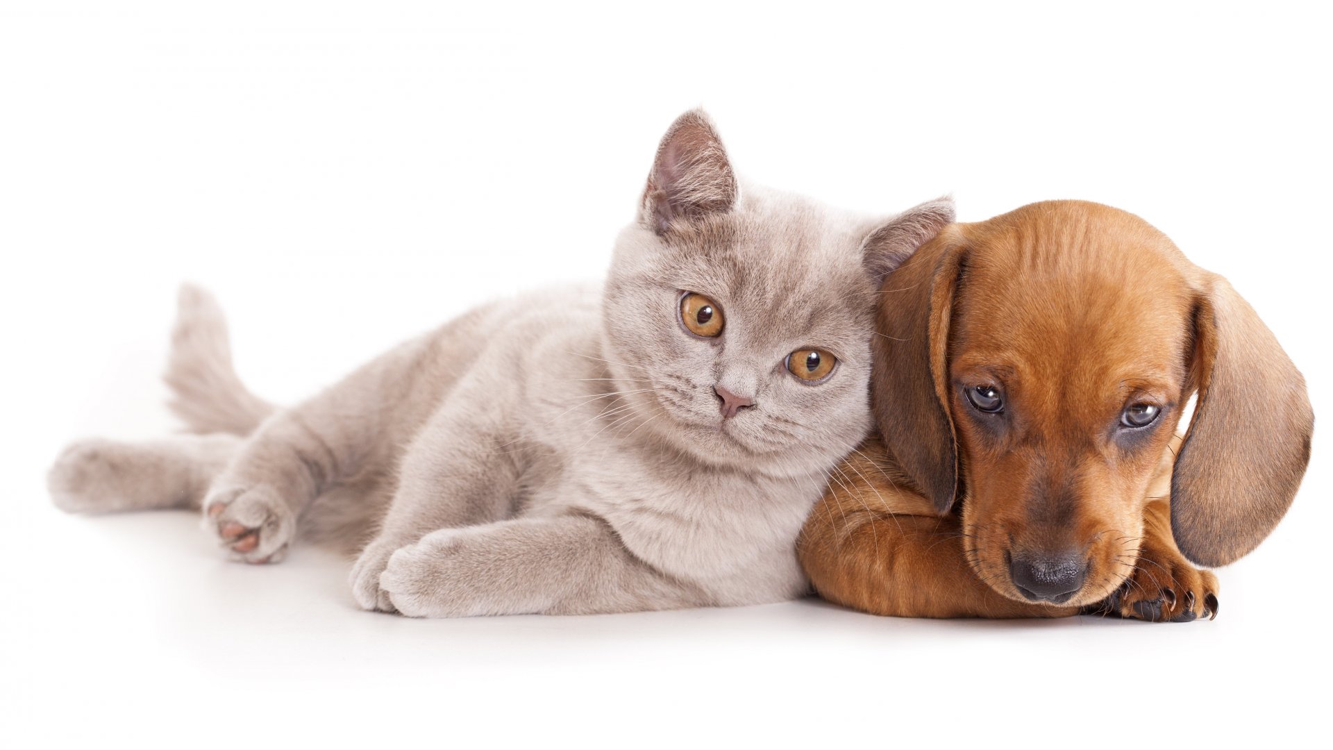 cute dog and cat wallpaper