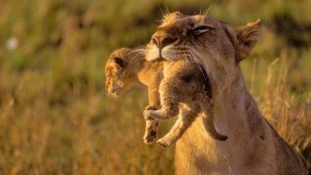 Animals cubs Africa lions baby wallpaper 1920x1080.