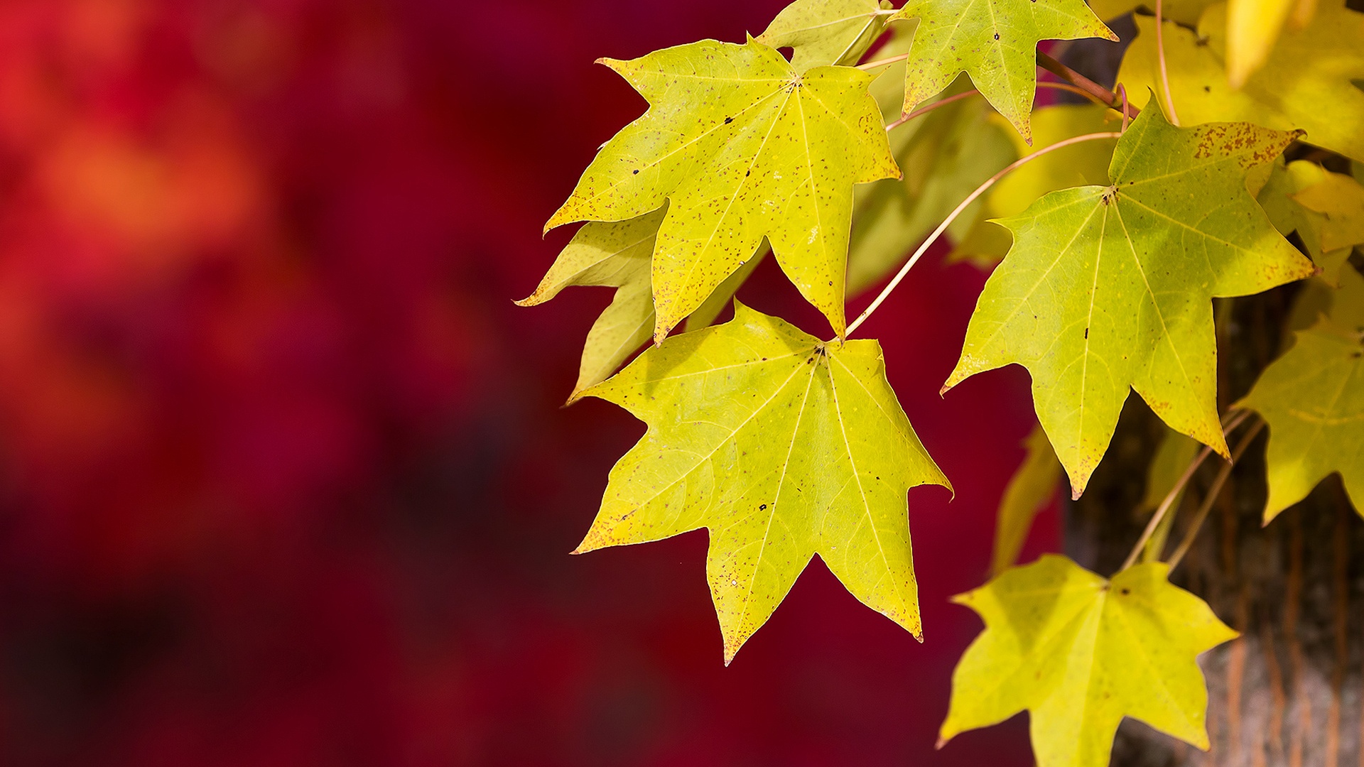 Autumn Wallpaper HD let you feel the magic of Fall | PixelsTalk.Net