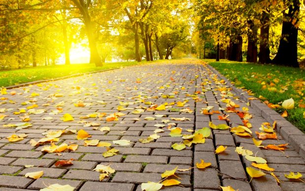 Autumn nature backgrounds wallpaper.