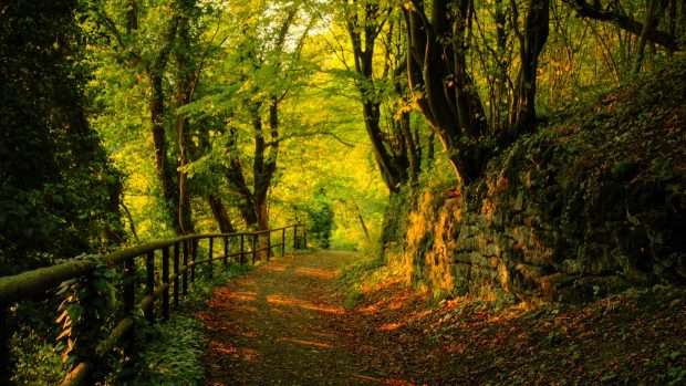 Autumn wallpaper HD 1920x1080.