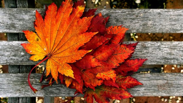 Autumn Wallpaper Hd Let You Feel The Magic Of Fall Pixelstalk Net - Fall Autumn Wallpaper Desktop