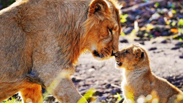 Baby african animals wallpaper HD.