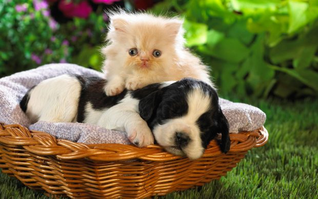 Baby animal pictures cute puppy wallpaper.