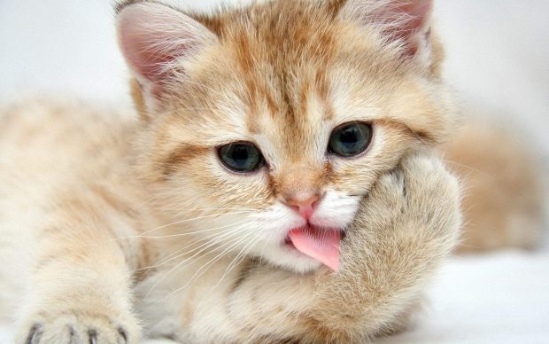 Baby cat wallpapers widescreen.