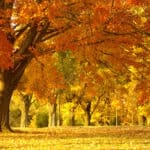 autumn scene