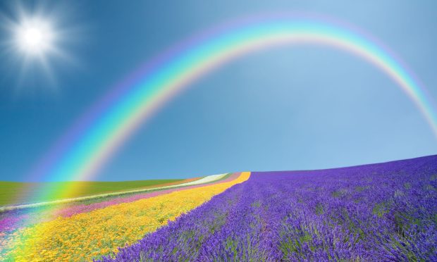 Background Rainbow flowers field.